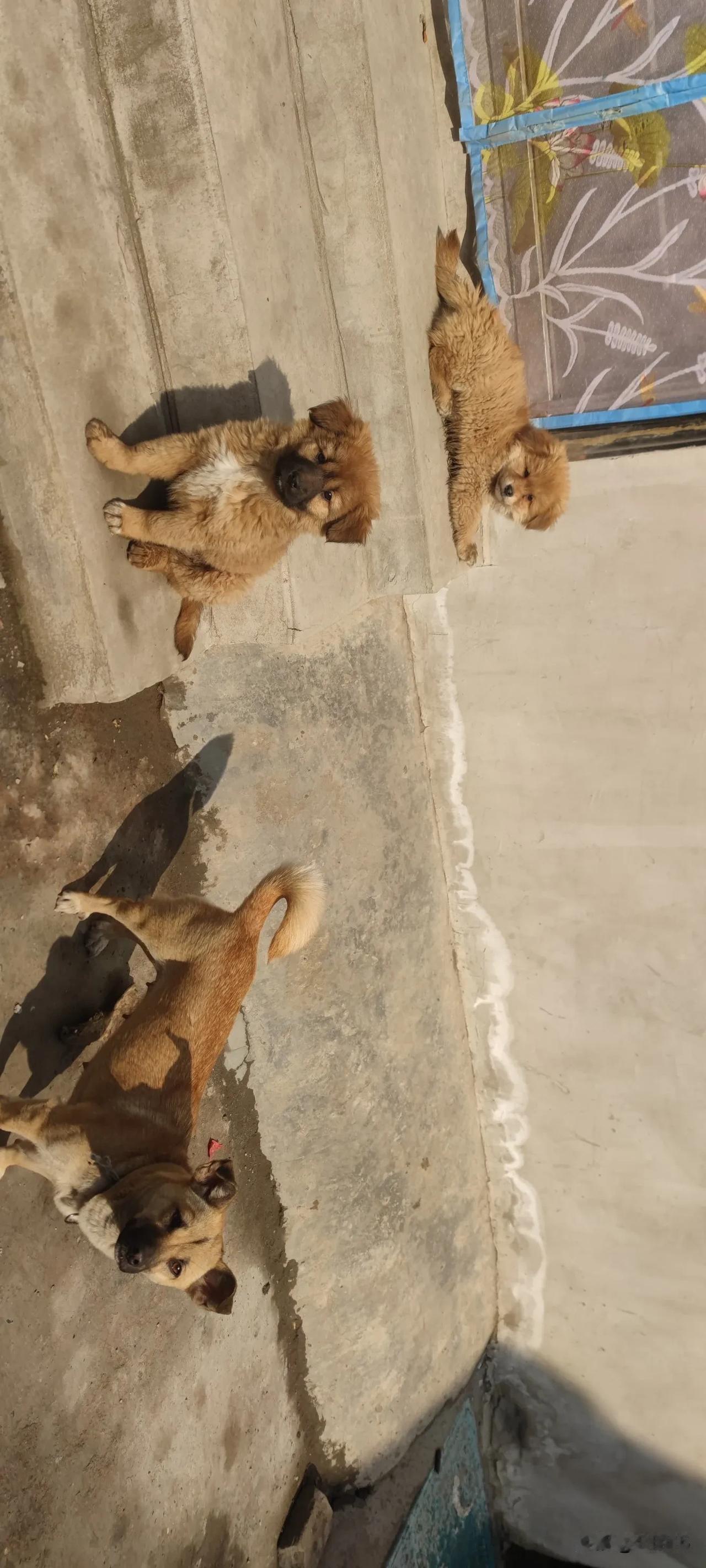 一个人如课一旦做了构陷他人的亏心事，他就会心脏病患者一样的憋气不安下去，直至报应