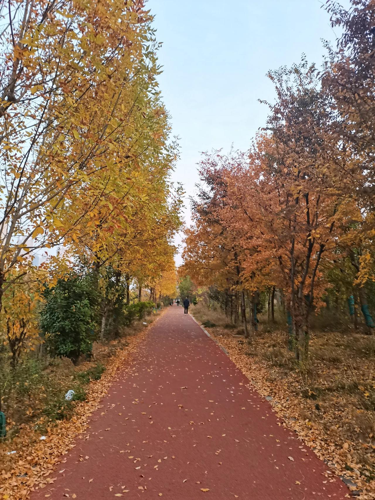 一条普通的人行步道，在深秋季节居然能这么美。以前经常去这里跑步走路，近段时间，因