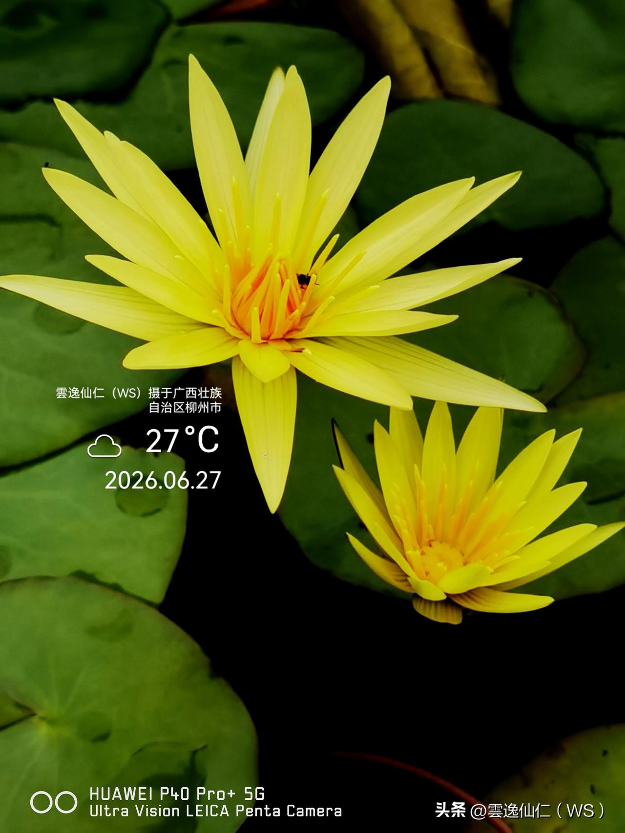 月居生活记录（10033）广西壮族自治区柳州市（70）花儿随拍10：九品香睡莲、