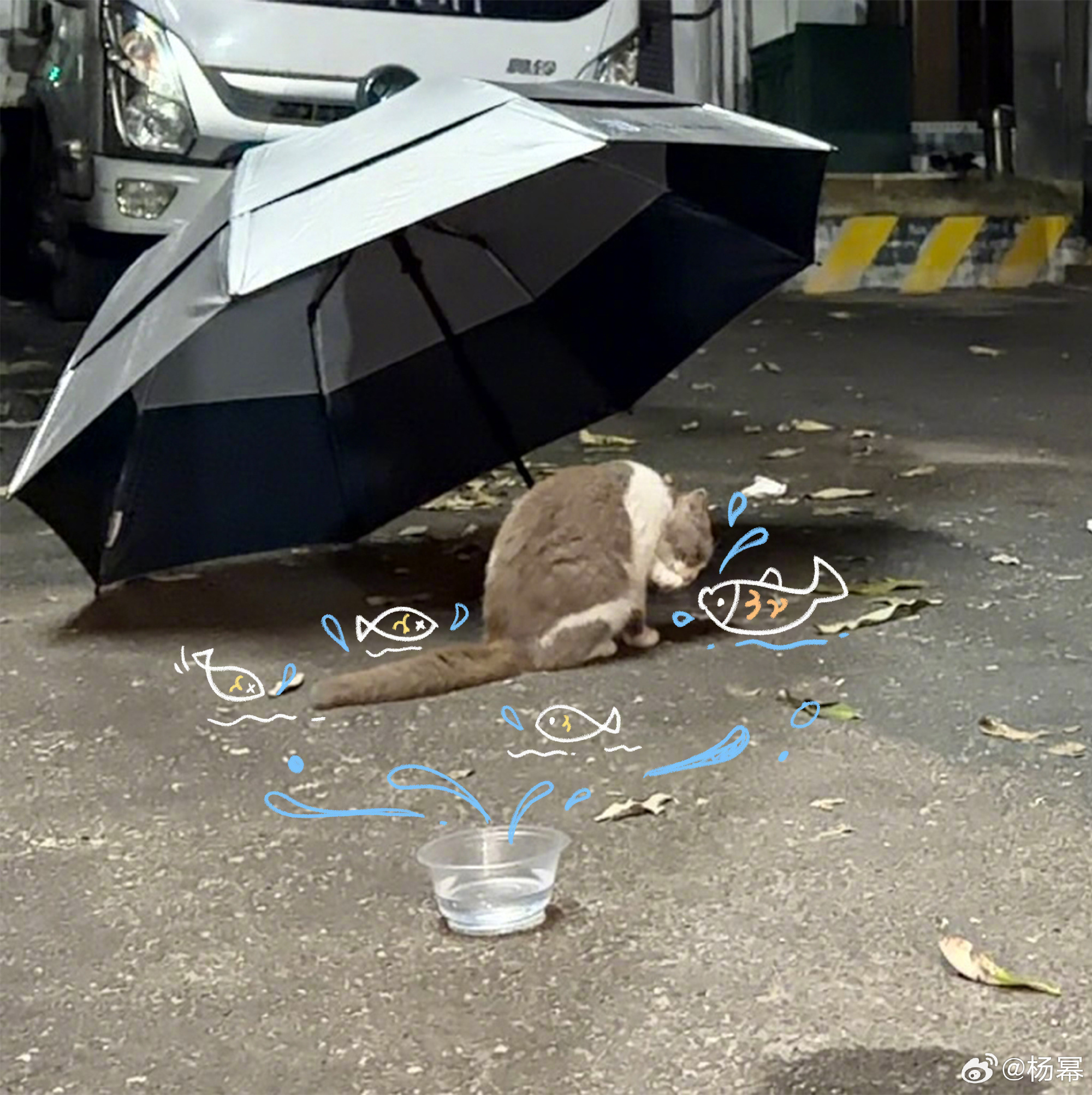好有爱的画面 P4幂还给猫咪打伞投喂杨幂养的都是流浪猫
