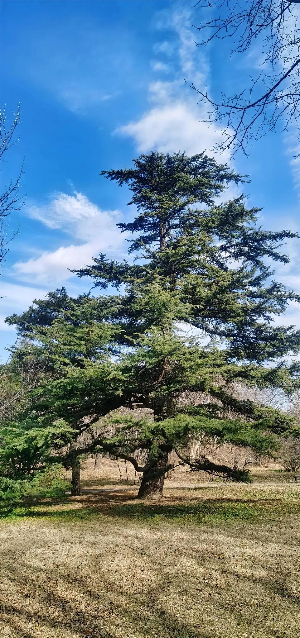 古木参天映碧空，云卷云舒意无穷。雪松，朝霞，冬日里的诗情画意。随拍青松🌲 雪压