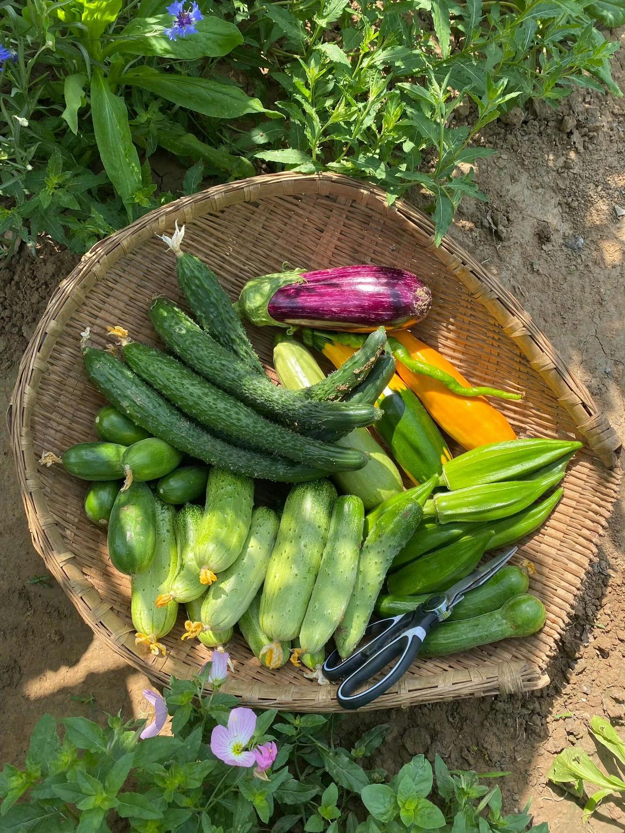 夏日缤纷，果蔬自由采摘