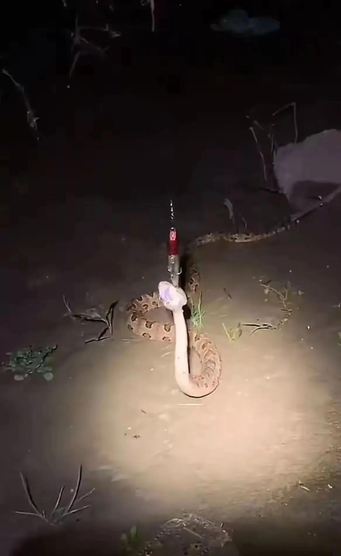 太惊悚了！看看网友夜晚钓鱼钓了一个啥？2米长的大玩意，我们叫长虫，你们叫啥？

