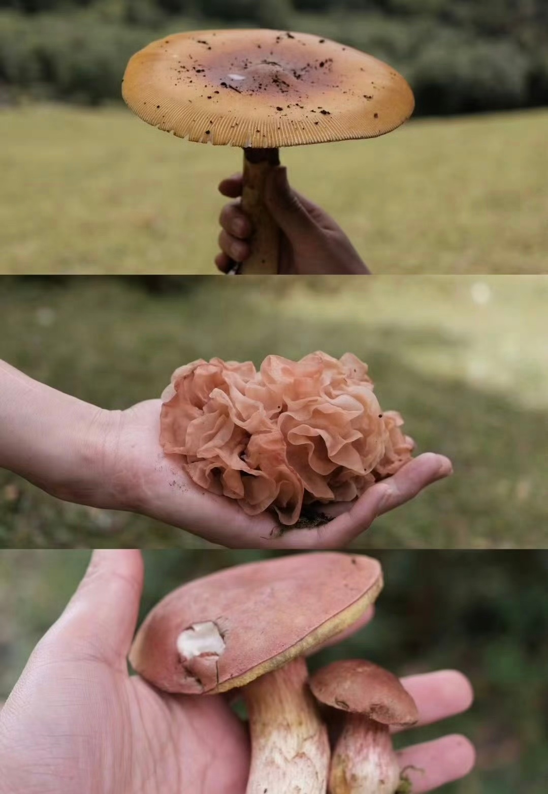 云南小众旅游请直接来丽江捡菌子！不去网红打卡点，来山上收获不一样的旅程～体验捡菌