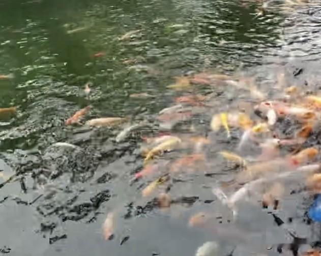 夏日生活打卡季池中成群锦鲤簇拥而来，红金白各色鳞光粼粼，水波随鱼群翻涌漾开细碎涟