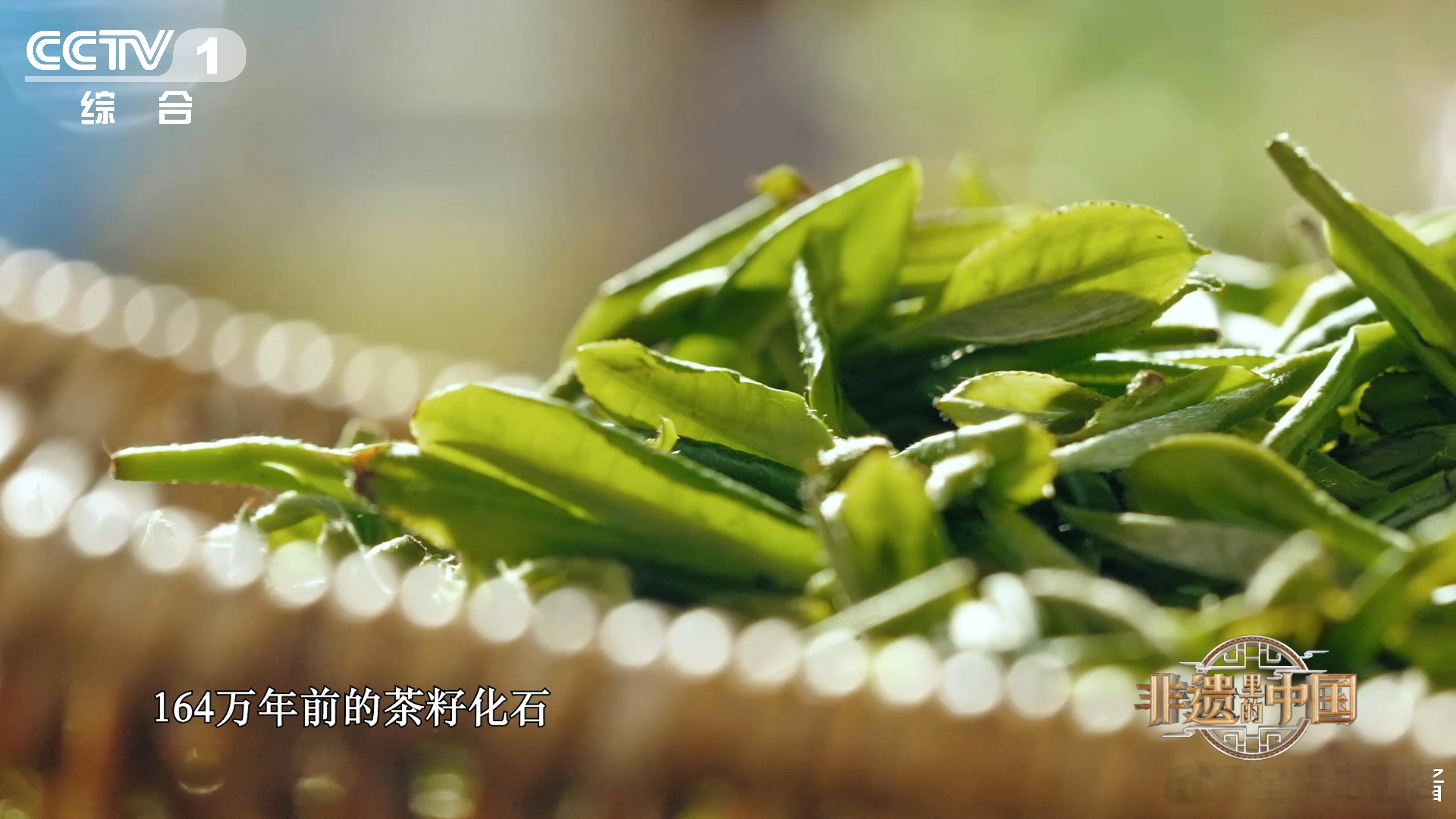#你有你的猫屎咖啡我有我的虫屎茶# 虫屎茶，你是贵州的瑰宝，也是我心中的一片净土