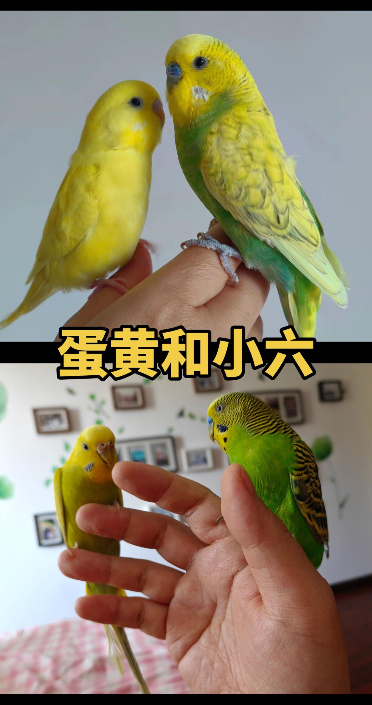和 @芝麻开门 一起 合拍 
🐦这俩货天天撒狗粮！蛋黄&小六贴贴暴击💥手养鹦