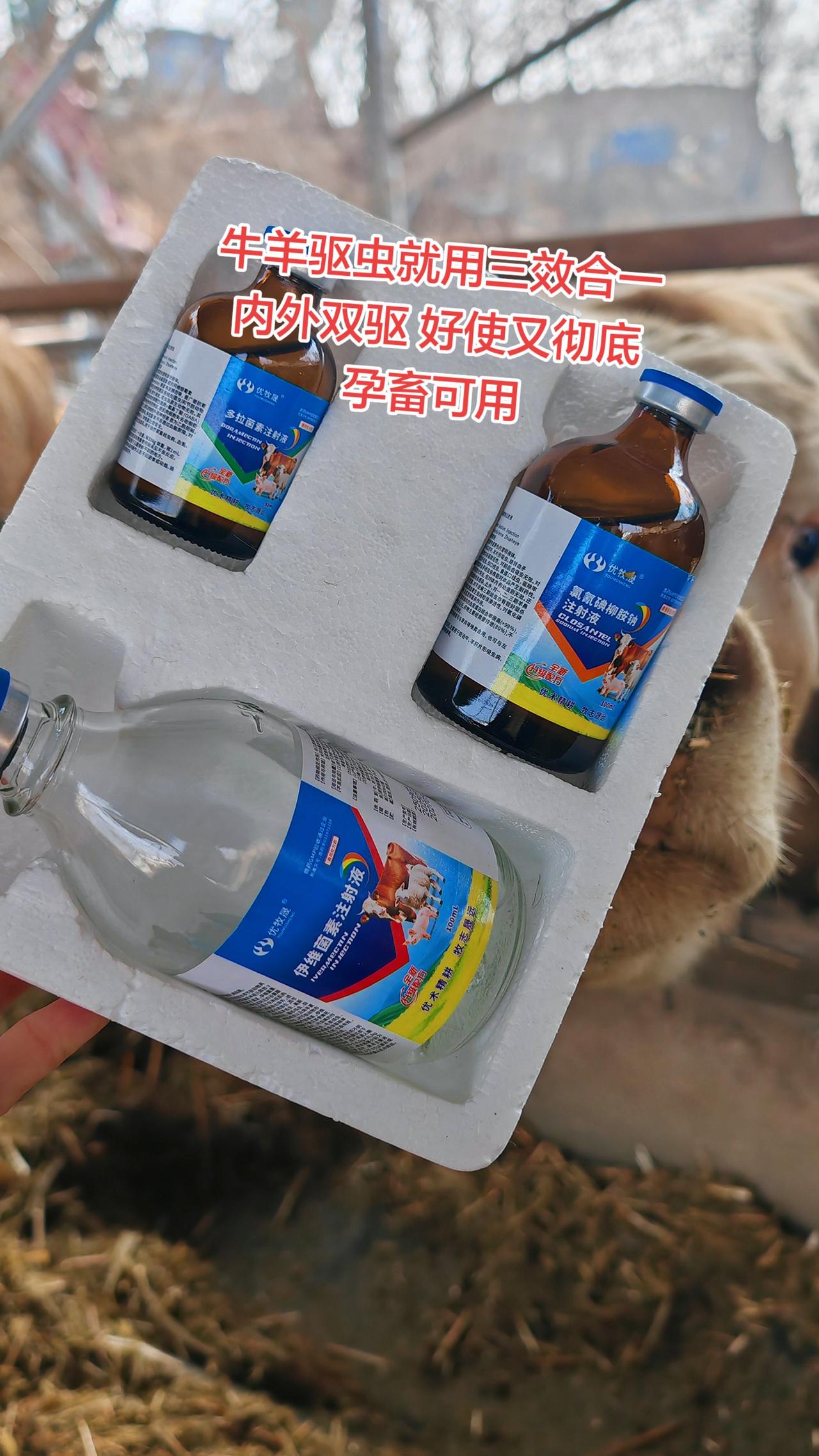 养羊人 农村养羊 牛羊养殖