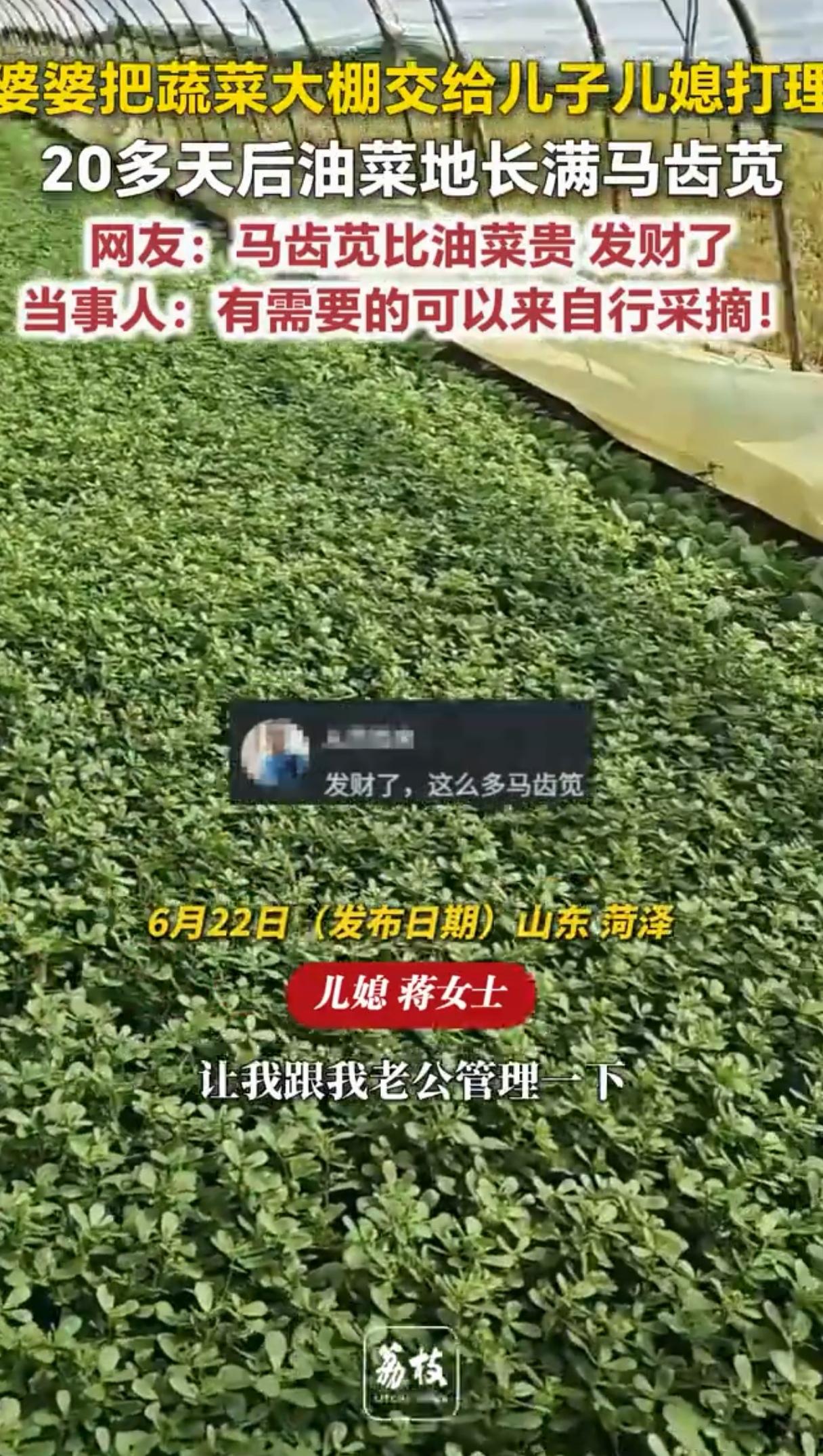 夫妻代管油菜地误养出满地马齿苋山东菏泽夫妻代管油菜大棚，20天“养”出满地马齿苋