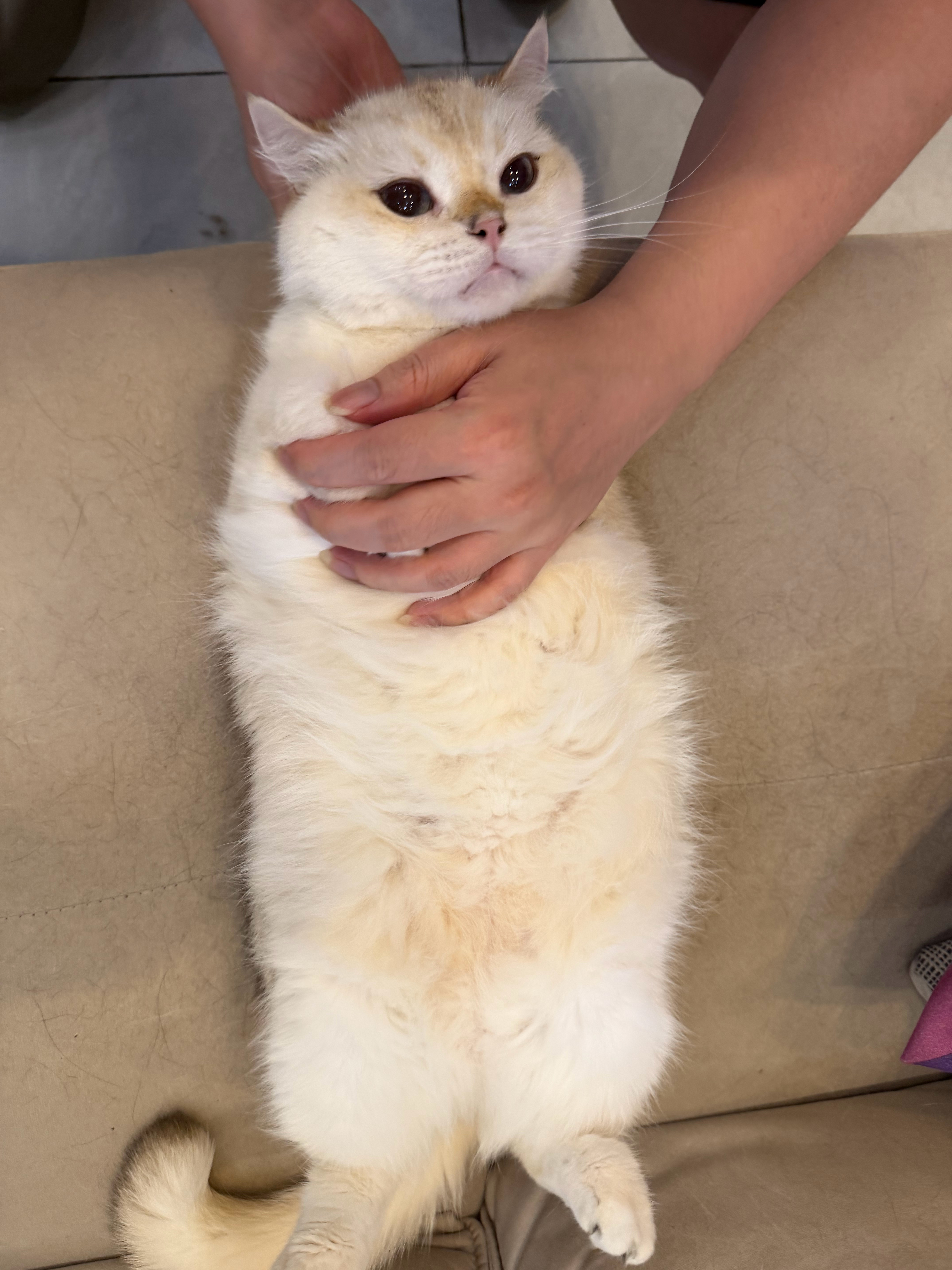 猫宁！小海豹的手手被老鼠啃掉惹！天啦噜！现在更像小海豹惹！[捂嘴哭][捂嘴哭] 