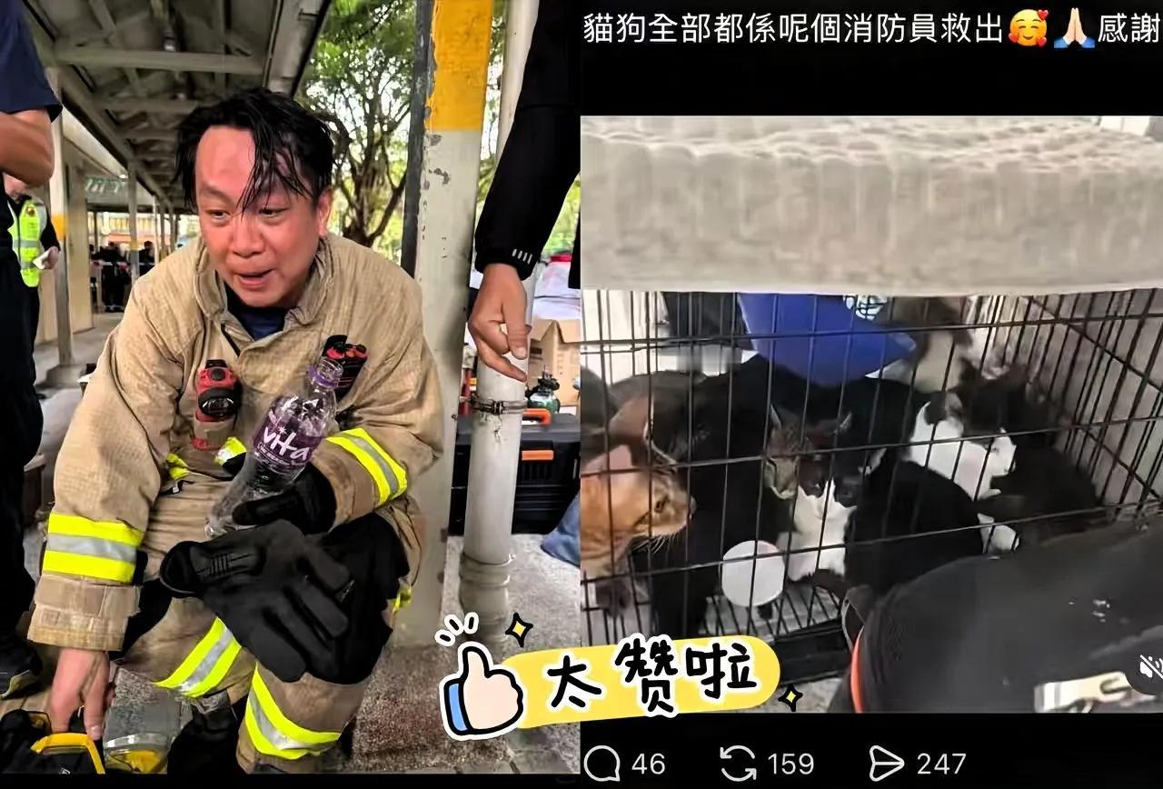 哭了，把毛孩子吓坏了！

香港宏福苑的大火里，这只白色的狗狗死里逃生，但不幸和主
