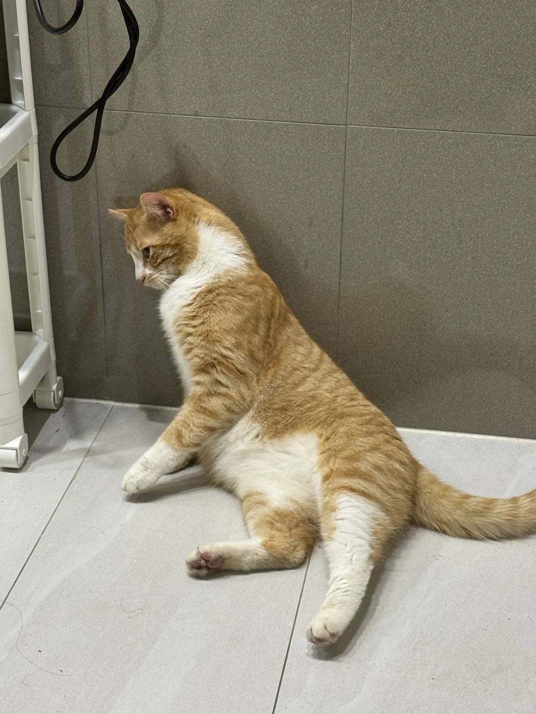 橘猫的瘦命……好快就过了