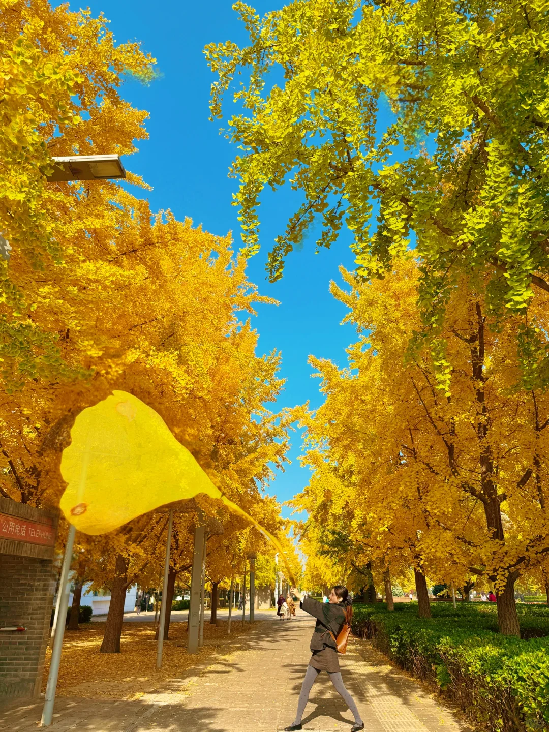 10.29实况live| 奥森银杏进入最佳观赏时