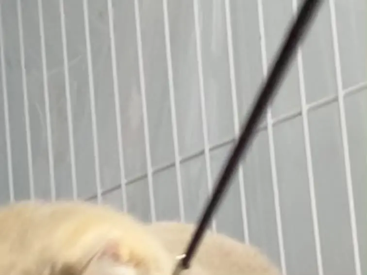 记录猫咪日常