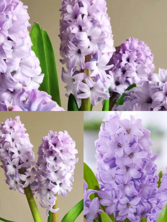 新品风信子 香芋紫