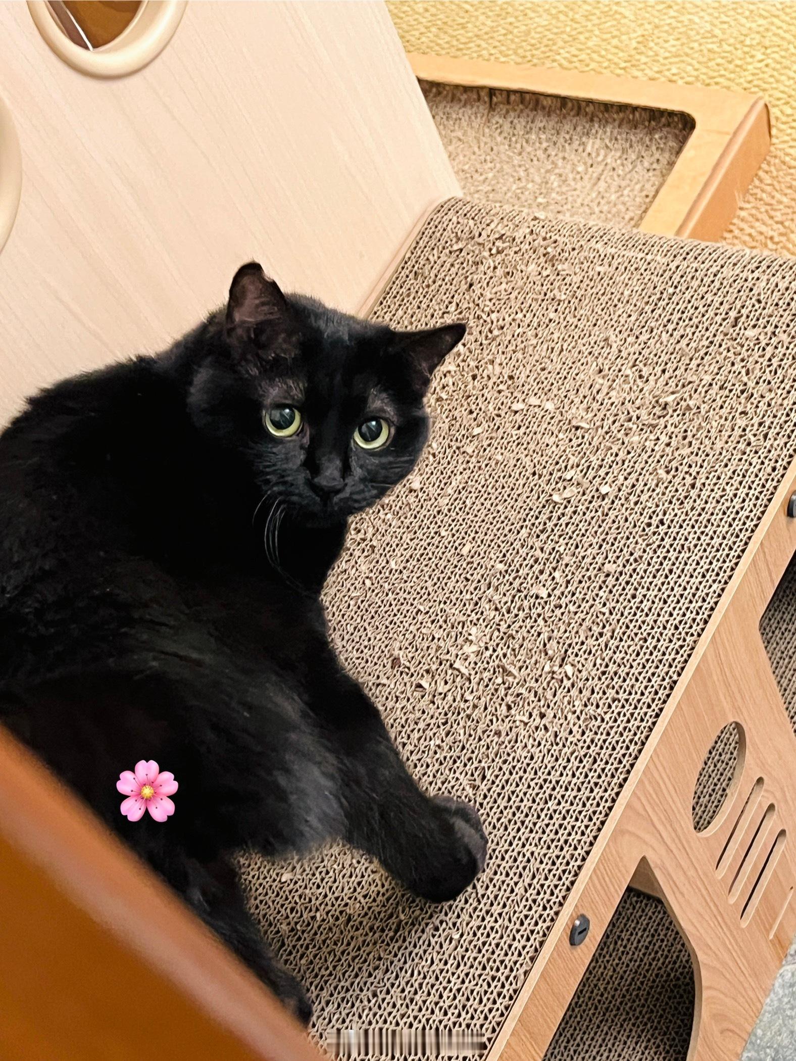 小小的#蝦蝦不可以太可愛# ​​​