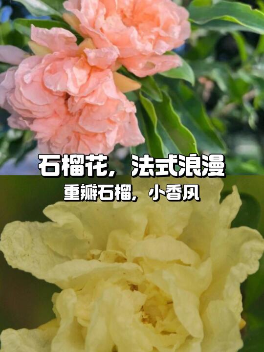 法式石榴，小香风首选🌹