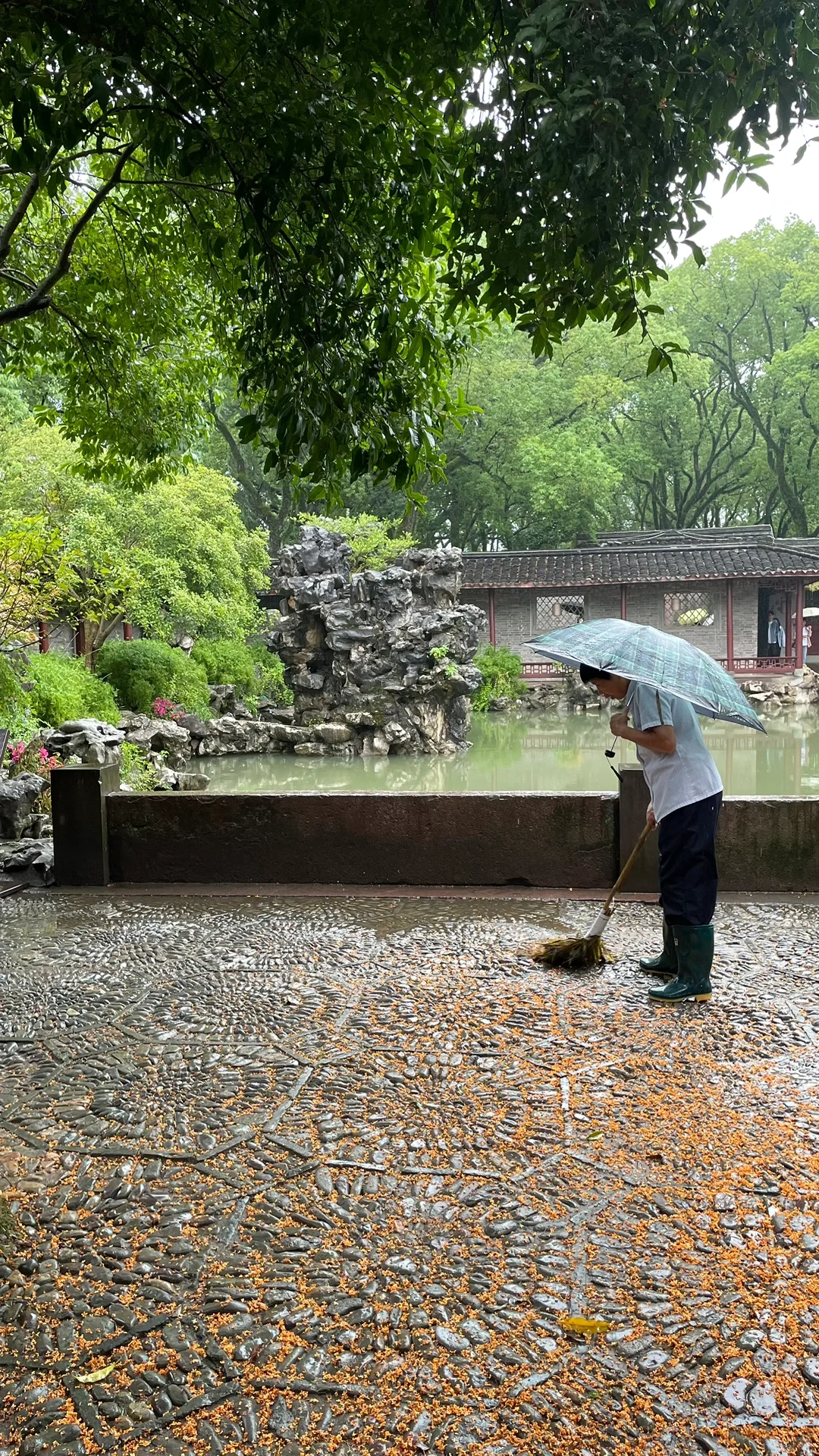 昨日秋高气爽爬天童山去天童寺闻桂花香。今日倾盆大雨游天一阁博物院。