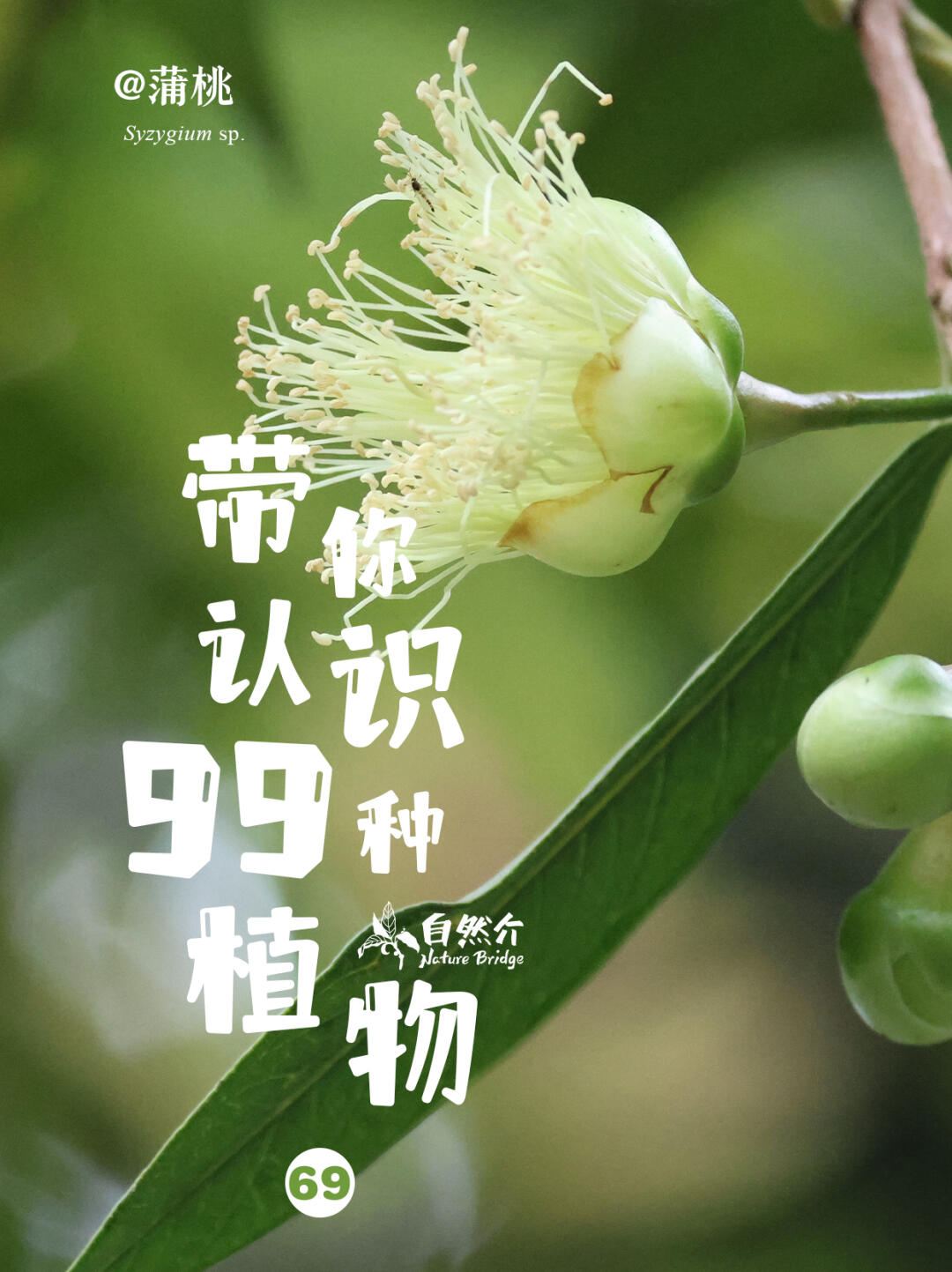 带你认识99种植物
