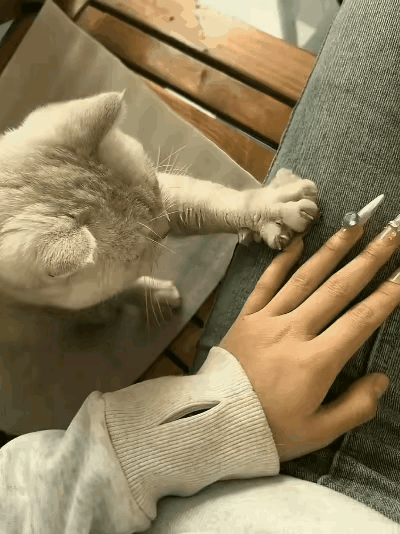 女生做了美甲回家，接下来的一幕，直接把她逗笑了。猫咪开始一遍又一遍地张开爪子、收