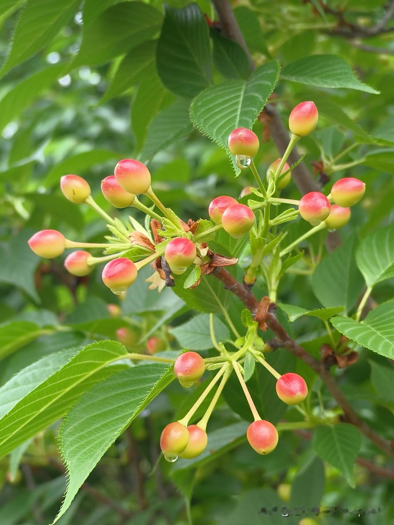 《初夏》
——宋·戴复古
等闲过了一年春，
雨后风光夏景新。
试把樱桃荐杯酒，