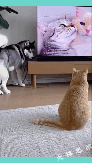 狗子狡黠的眼神，
已经暴露出它要使坏！