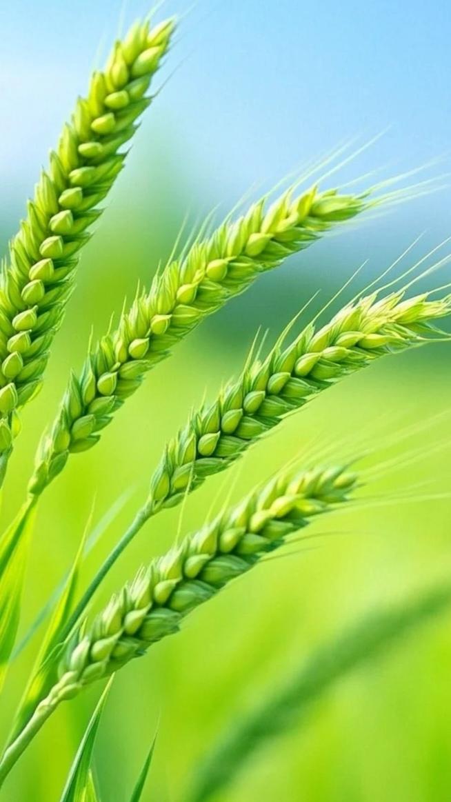 已经有一种进入冬眠的状态了。
一个人，什么都不想，裹在被子里睡觉。
真希望醒来后