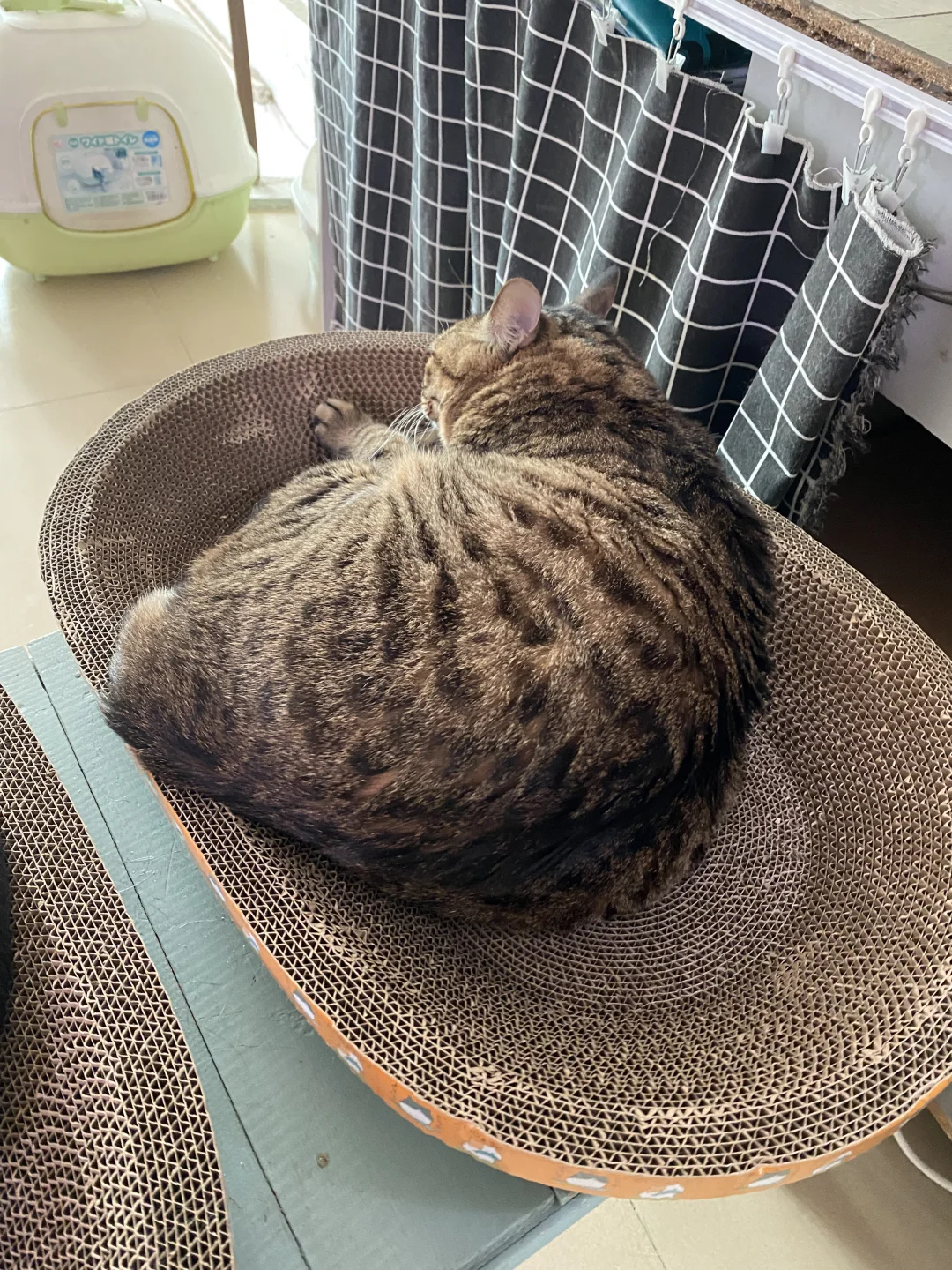 大家好，我是来自中国的狸花猫🤣