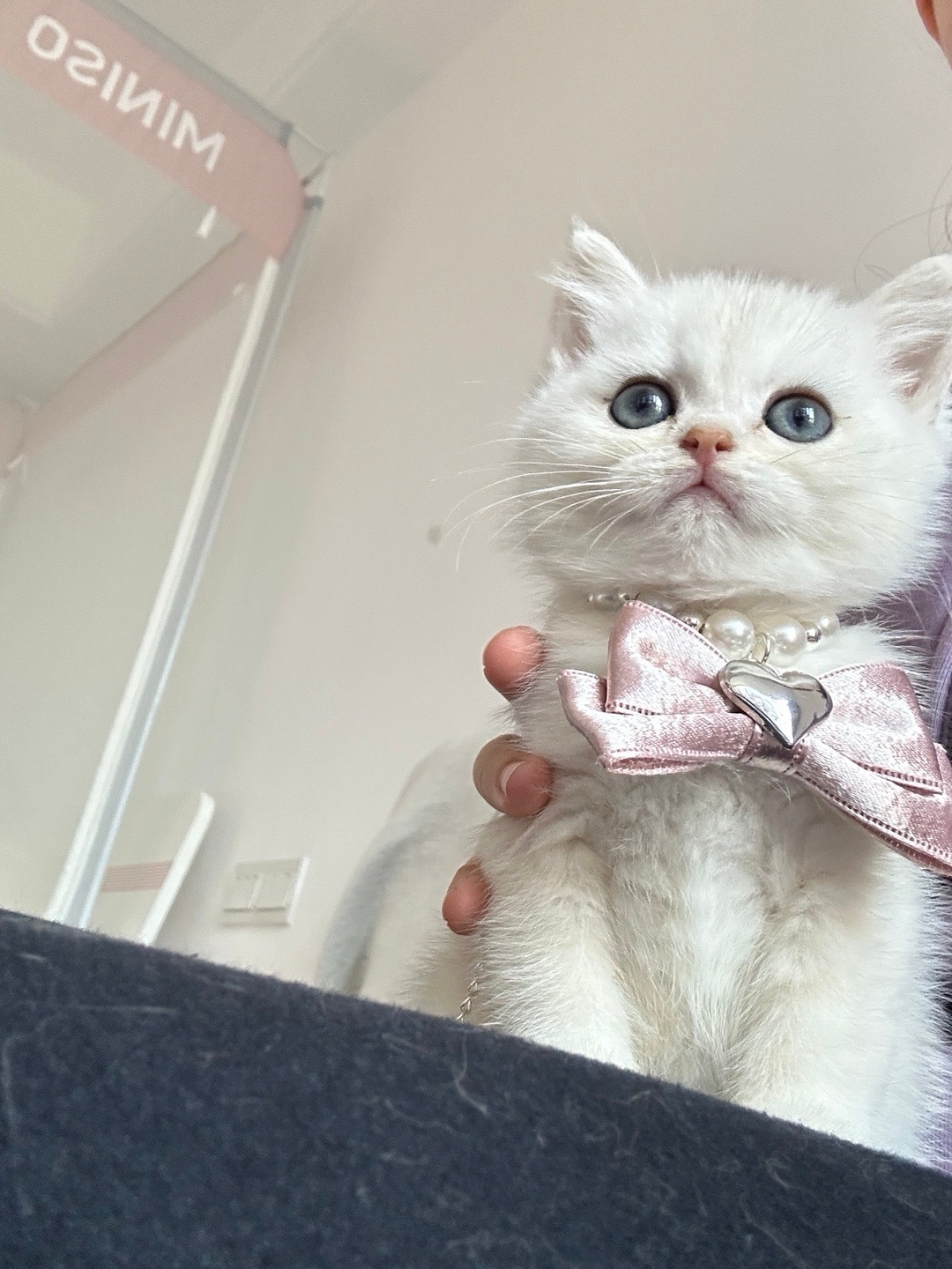 汤姆的梦中情猫