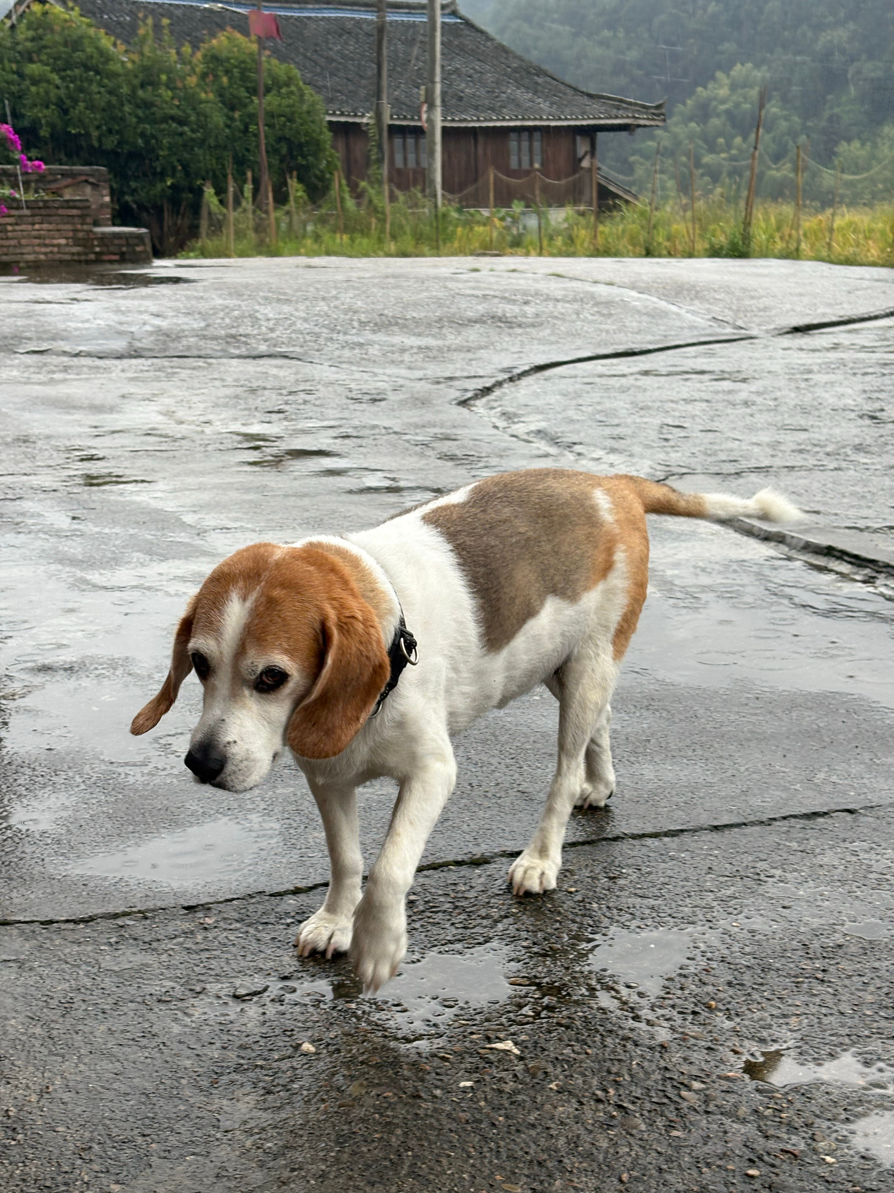 雨一直下 ​​​