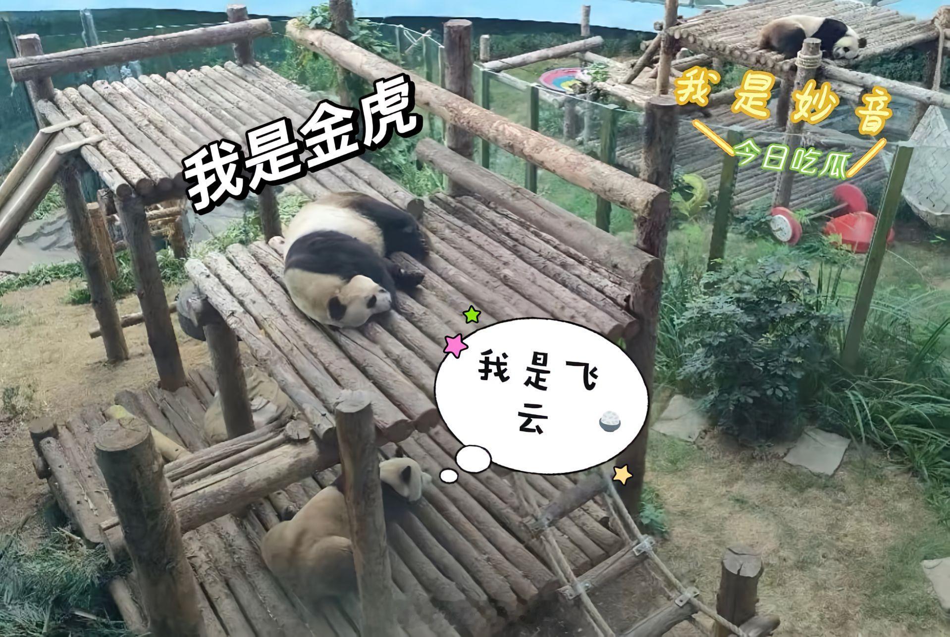 温柔的飞云，咋呼的金虎，吃瓜的妙音 ​​​