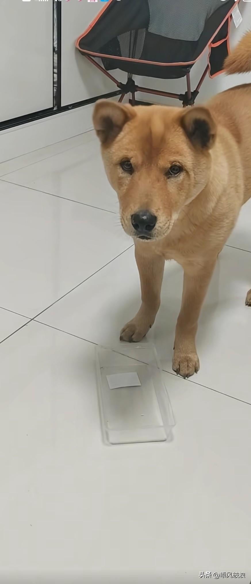 把给生人准备的碗里的鸡腿拿到狗狗面前，示意它吃。狗狗不敢直接去叼，而是用脚轻点自