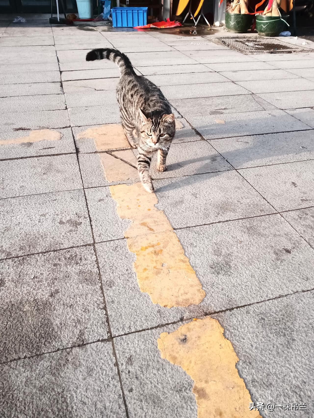 有一次，经理急得好像老房子着火一样，把小美从五站路以外的出租屋喊去，要小美帮忙修