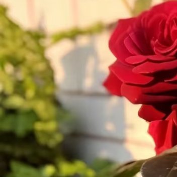 0000玫瑰种植方法一、时间：玫瑰花除了采用扦插的方式进行繁殖之外，还可以选择播