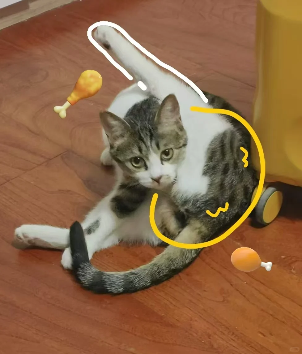 坏了！真让咪给我养老了！！！