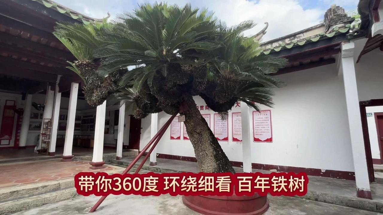 🌳普宁市占陇镇三都中学的三都书院里，藏着一棵近二百年的铁树。相传是清朝道光十年