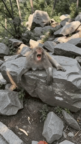 猴子：好好做个人吧，人类。