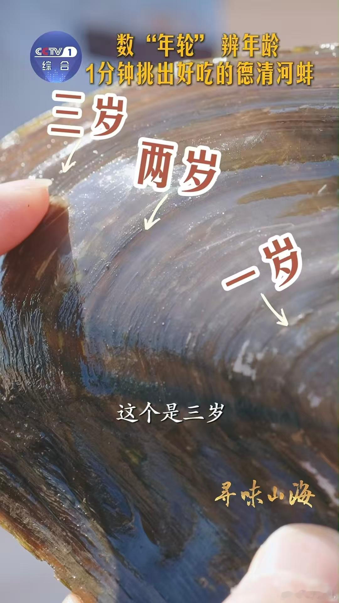 河蚌怎么溜达原来河蚌也有年轮 挑河蚌的秘诀get！两三岁的蚌肉质弹韧，斧足部位更