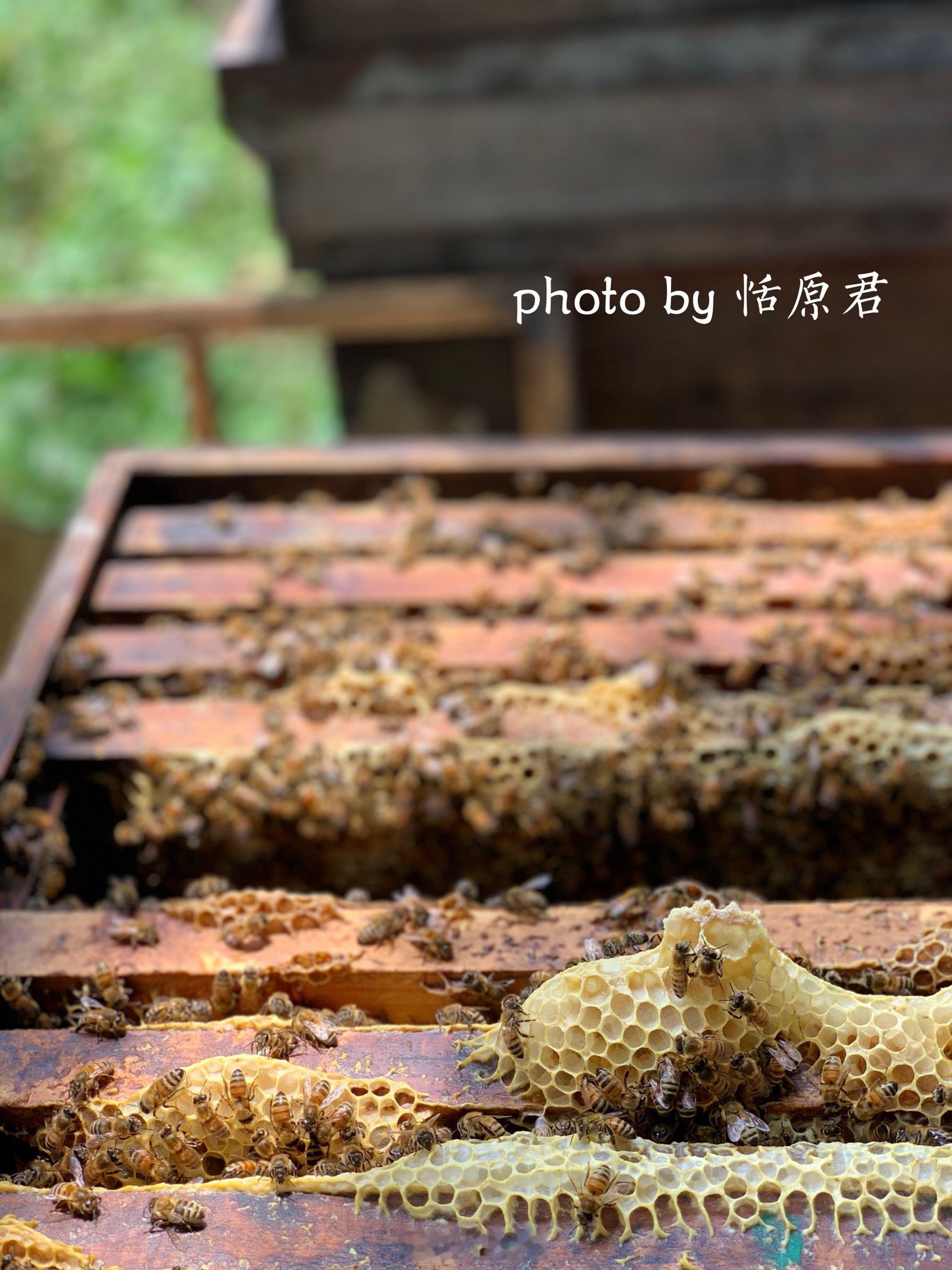 我这些年当店铺客服的时候，最经常被问到的问题是“你家蜂蜜是真的么？有没有掺东西？