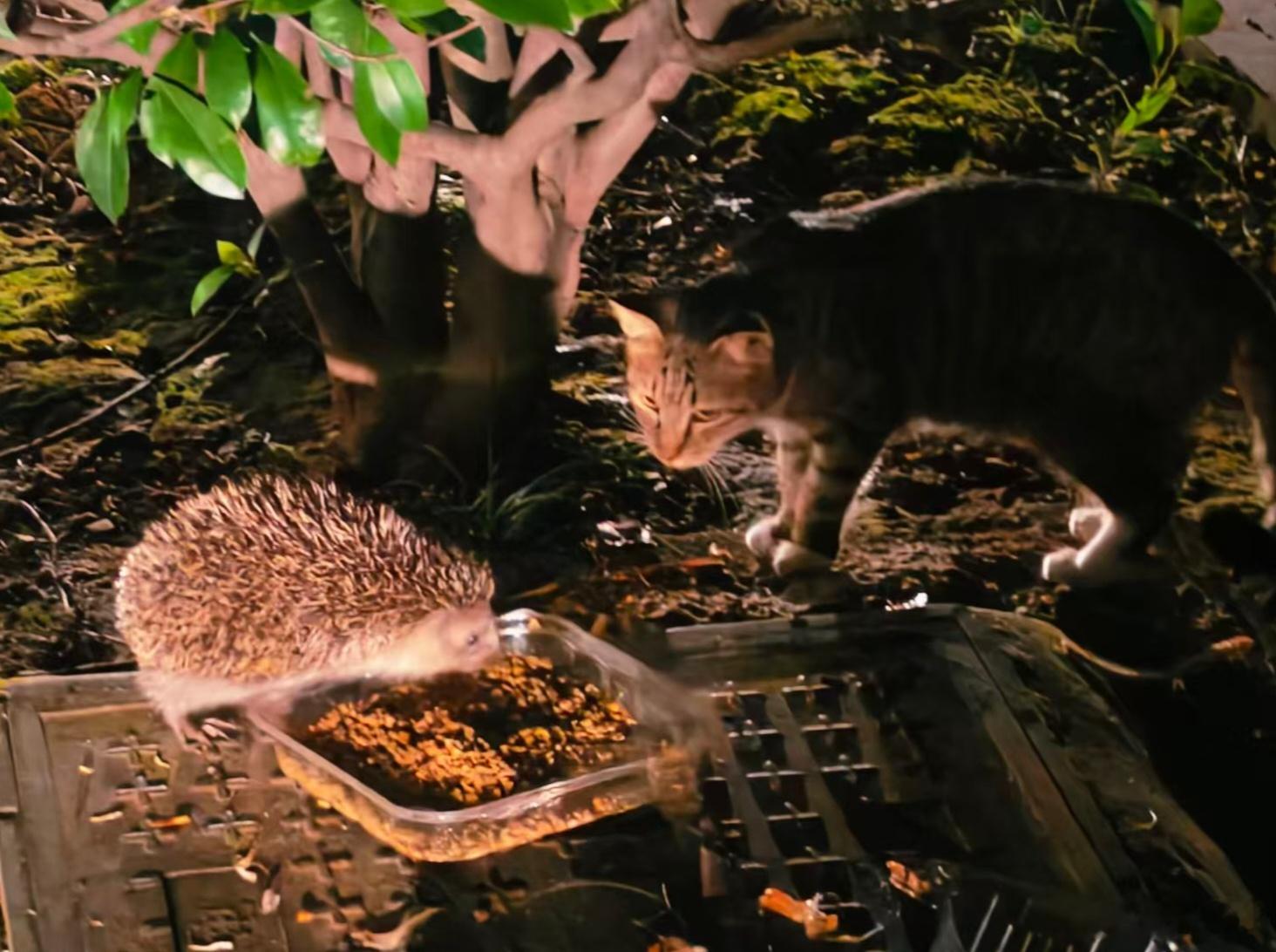 猫粮争夺战… ​​​
