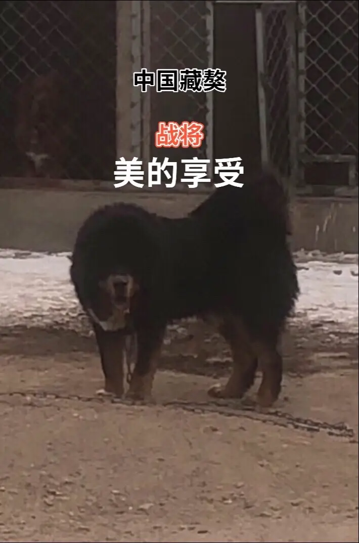 战将 勇猛善战，忠诚无畏！