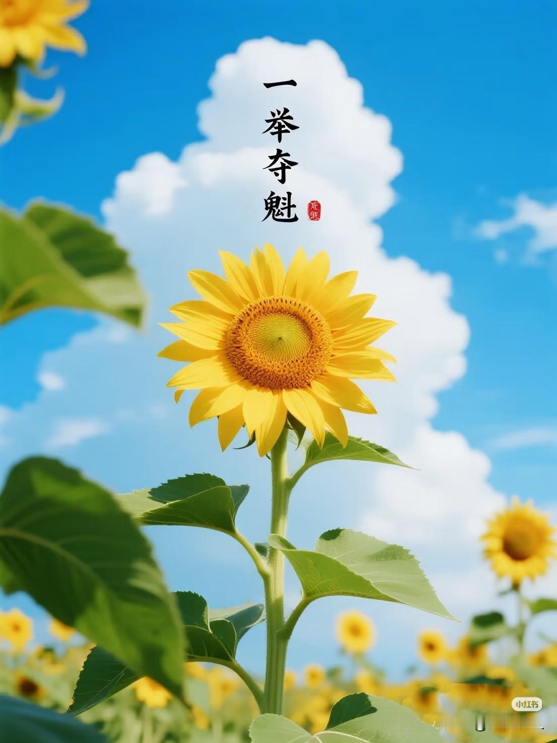 一举夺魁，金榜题名！
