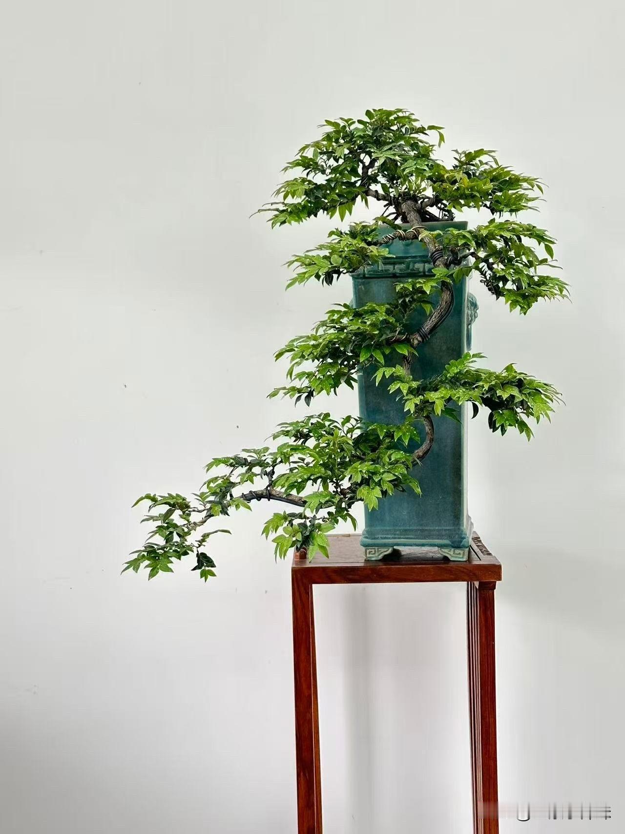 精品小叶紫檀盆景盆景