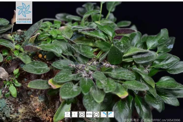 上联：清清楚楚不清楚，求下联？明明白白难明白