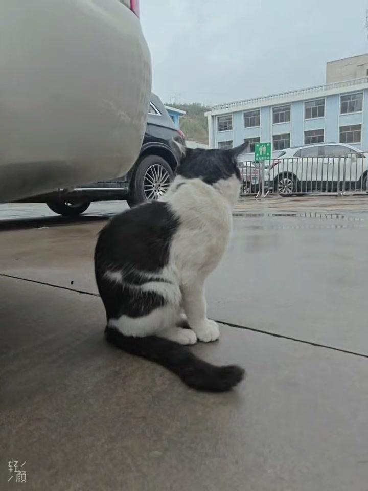 1️⃣记得检查车辆：上车前绕车一圈，看看轮胎缝里有没有猫咪躲藏，特别是停车场这类