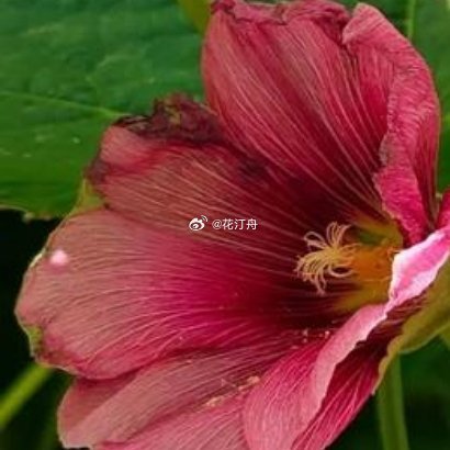 蜀葵喜光耐旱，春秋播种最好，地栽长势更旺，注意防倒伏和病虫害。什么时候种怎么种播