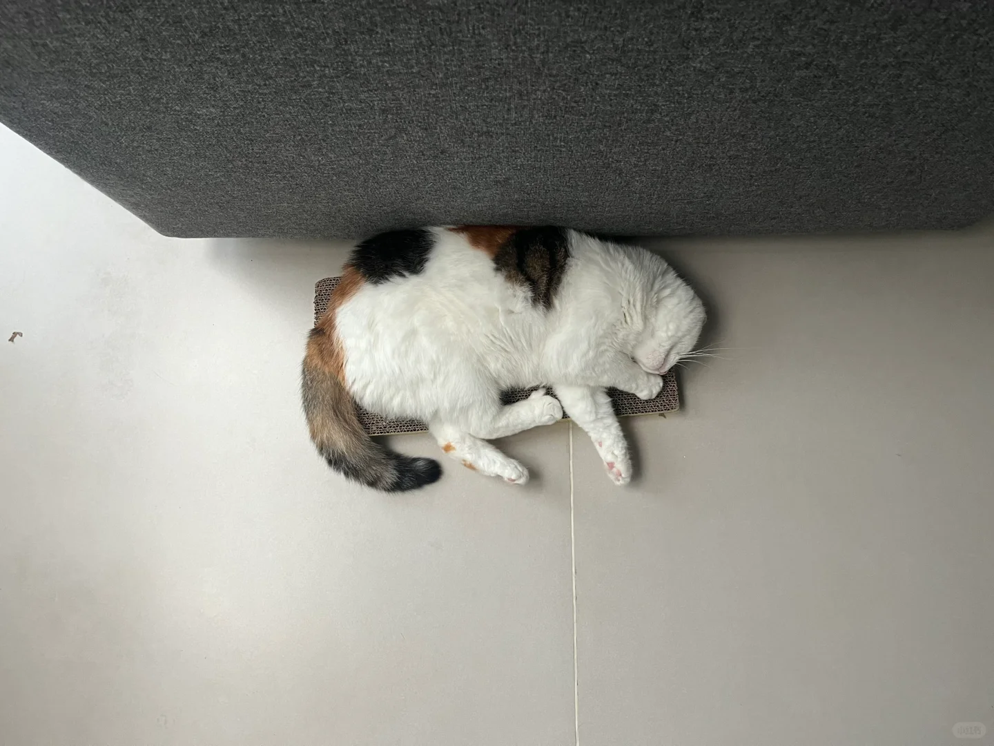 养了一只极简主义的猫是一种什么样的体验？
