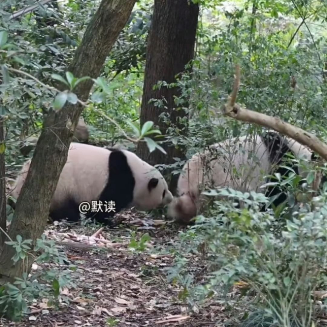 刷到辉宝闻睿宝屁屁，一下就想到我们花叶了，花姐最爱闻妹妹屁屁了（以前还老嘲笑她这