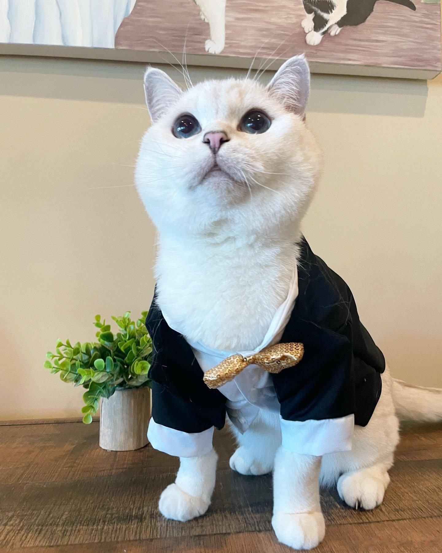 小王子[酷] ​​​