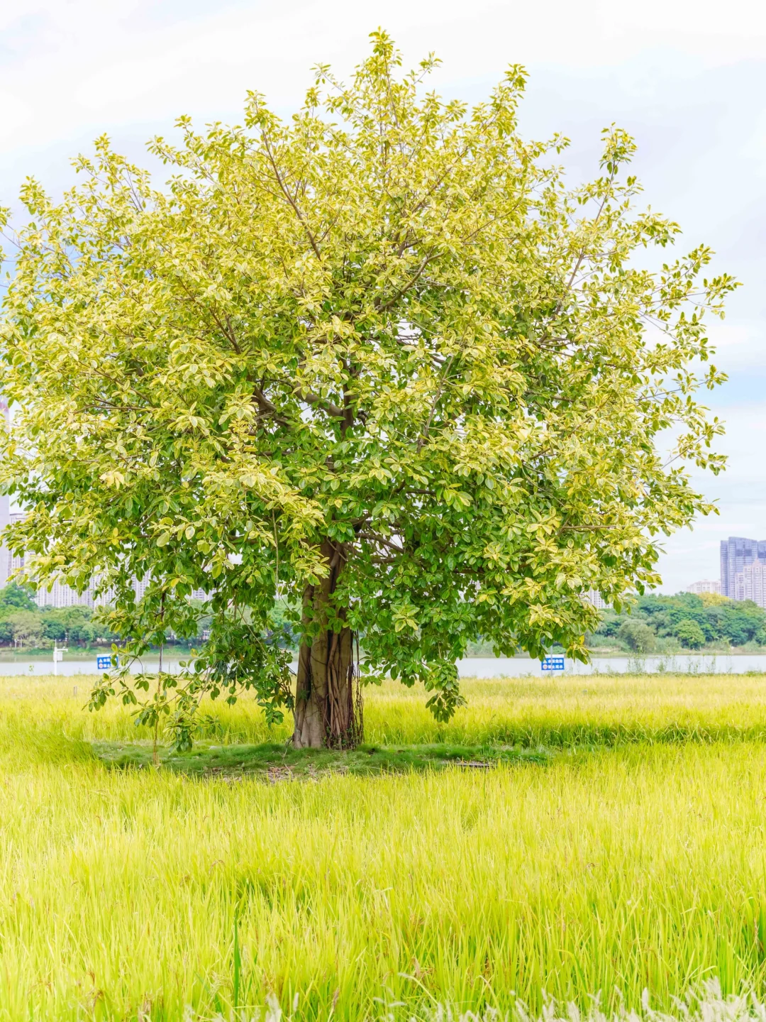 发现这么好看的拍照地📸一定要告诉你们❗